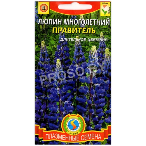 Люпин многолетний Правитель