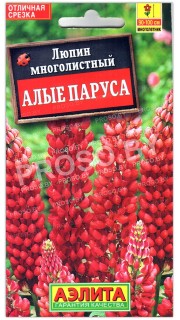 Люпин многолистный Алые паруса