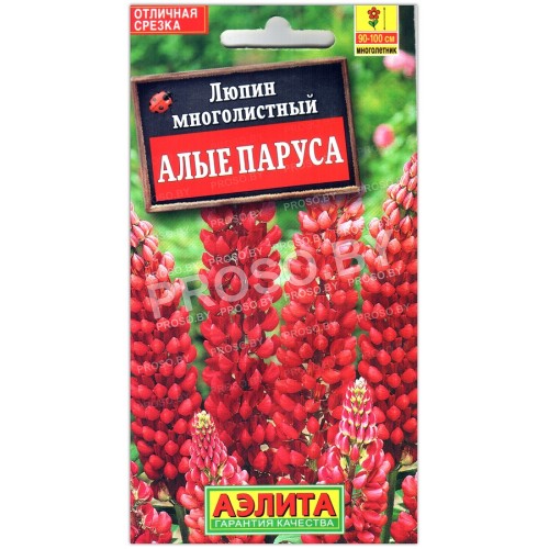 Люпин многолистный Алые паруса