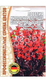 Лобелия блестящая Queen victoria scarlet