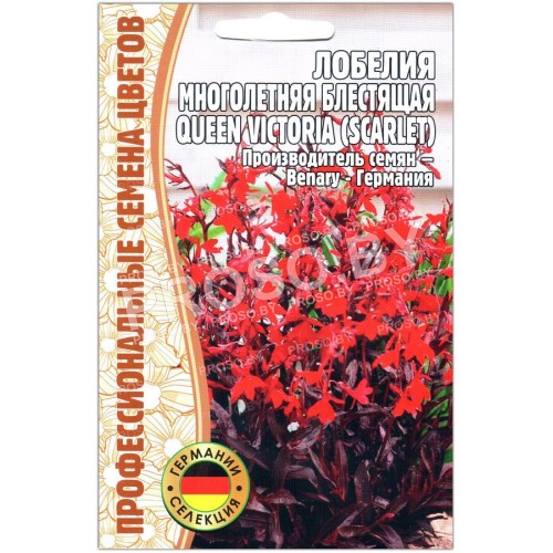 Лобелия блестящая Queen victoria scarlet