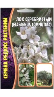Лох серебристый Elaeagnus commutata