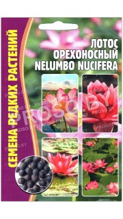 Лотос Орехоносный
