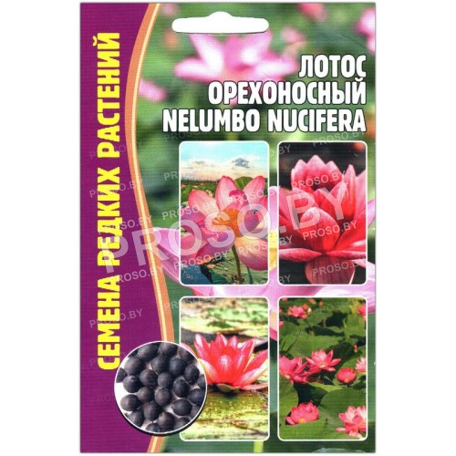Лотос Орехоносный