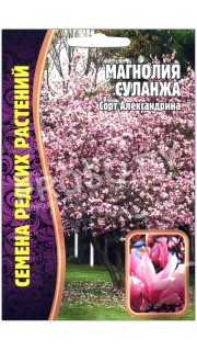 Магнолия Суланжа