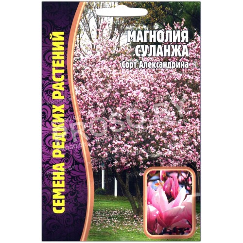 Магнолия Суланжа