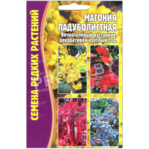 Магония Падуболистная