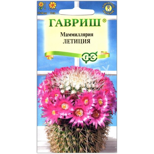 Маммиллярия Летиция