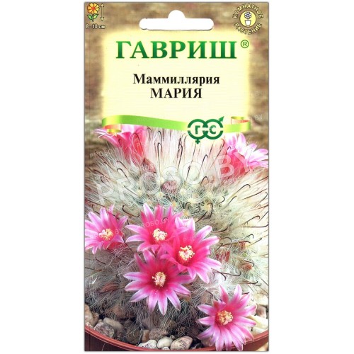 Маммиллярия Мария