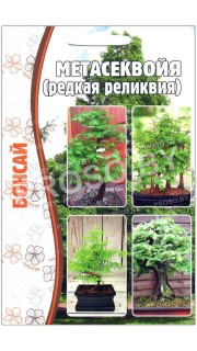 Метасеквойя Бонсай