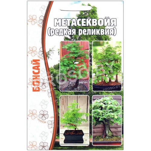 Метасеквойя Бонсай