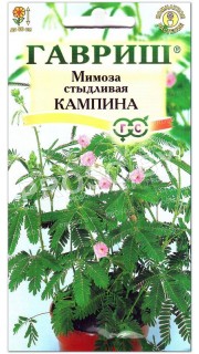 Мимоза стыдливая Кампина