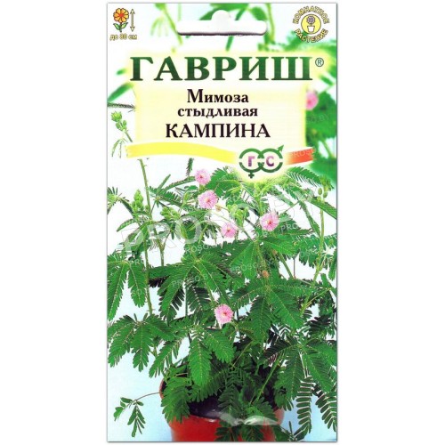 Мимоза стадливая Кампина