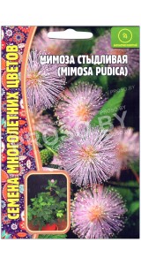 Мимоза стыдливая Pudica