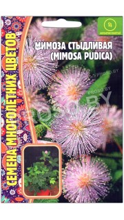 Мимоза стыдливая Pudica