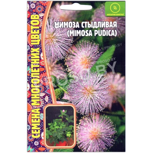 Мимоза стыдливая Pudica