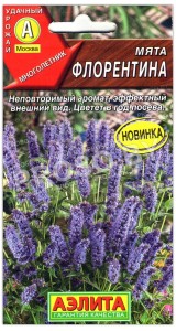 Мята Флорентина