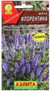 Мята Флорентина