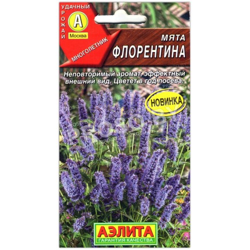 Мята Флорентина