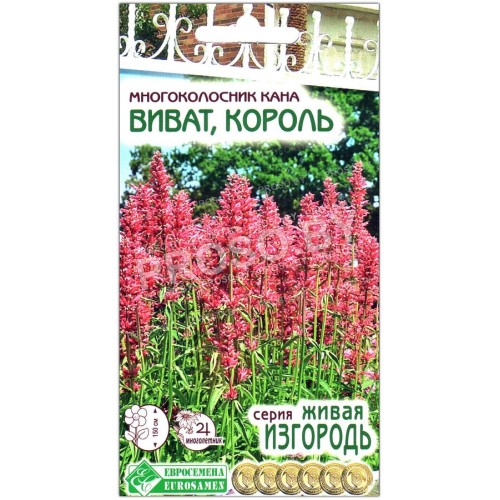 Многоколосник кана Виват король