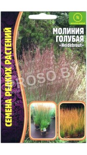 Молиния голубая Heidebraut