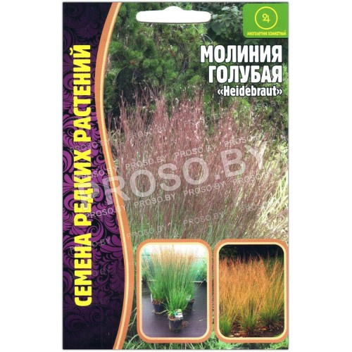 Молиния голубая Heidebraut