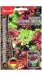 Молодило Цыпочка хиппи