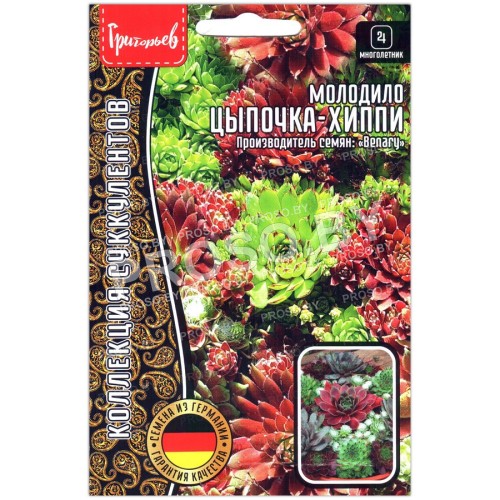 Молодило Цыпочка хиппи