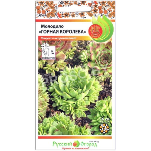 Молодило Горная королева