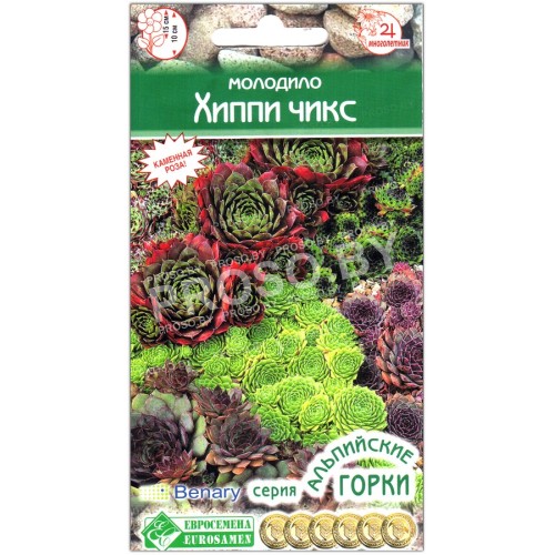 Молодило Хиппи чикс