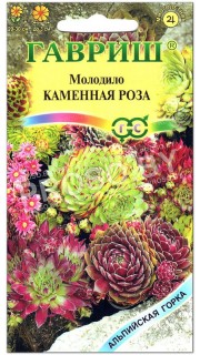 Молодило Каменная роза
