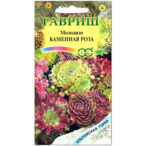 Молодило Каменная роза