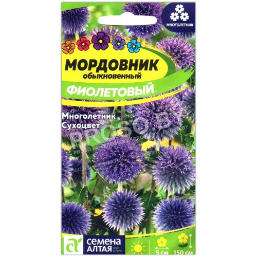 Мордовник Фиолетовый обыкновенный