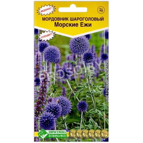 Мордовник шароголовый Морские ежи