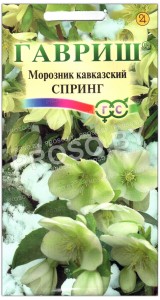 Морозник кавказский Спринг