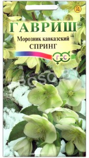 Морозник кавказский Спринг