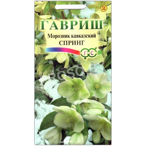 Морозник кавказский Спринг
