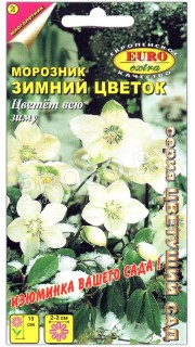 Морозник Зимний цветок