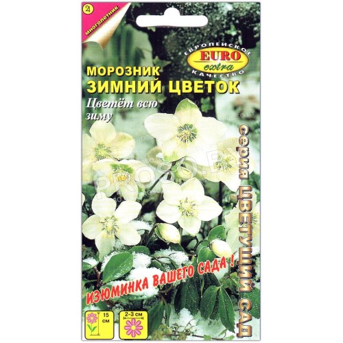 Морозник Зимний цветок