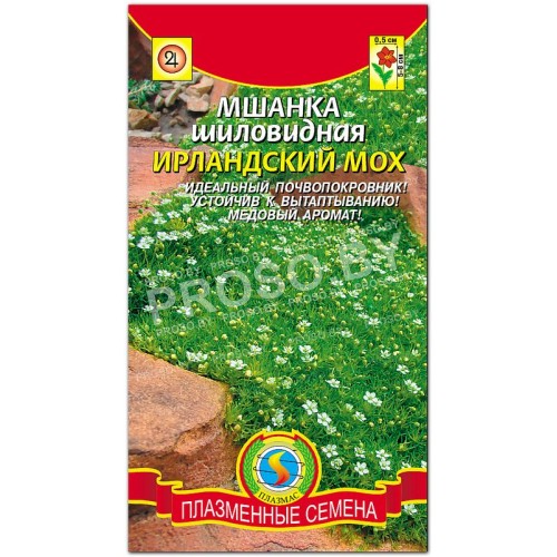 Мшанка шиловидная Ирландский мох