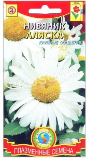 Нивяник большой Аляска