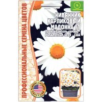 Нивяник карликовый Мадонна F1