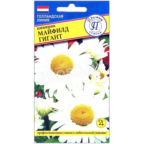 Нивяник Майфилд гигант