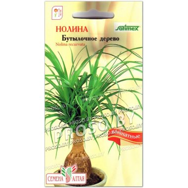 Нолина Бутылочное дерево