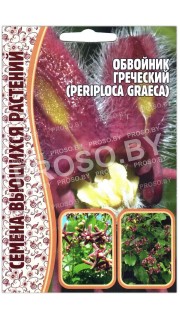 Обвойник греческий Periploca graeca