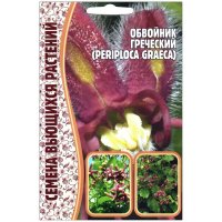 Обвойник греческий Periploca graeca