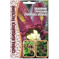 Обвойник греческий Periploca graeca