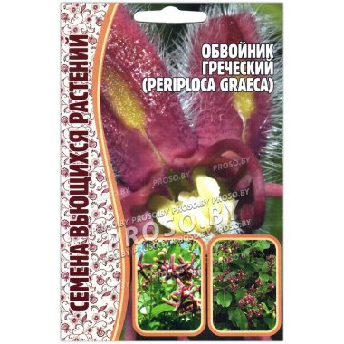 Обвойник греческий Periploca graeca