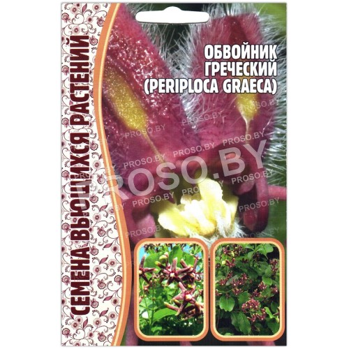 Обвойник греческий Periploca graeca