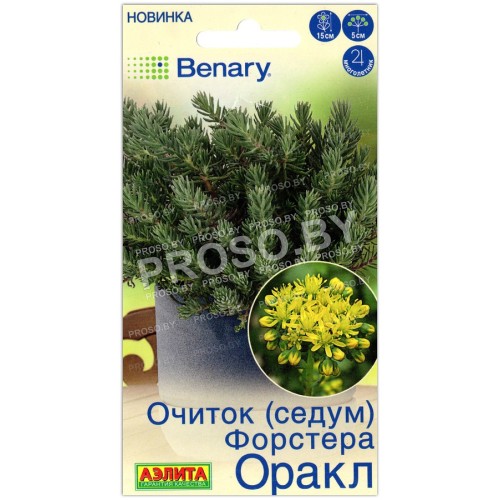 Очиток (седум) Форстера оракл
